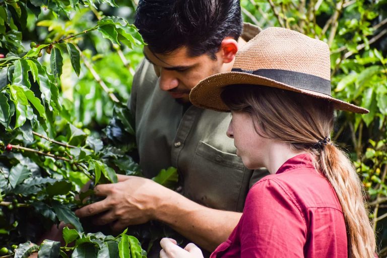 Kaffefarm i Peru